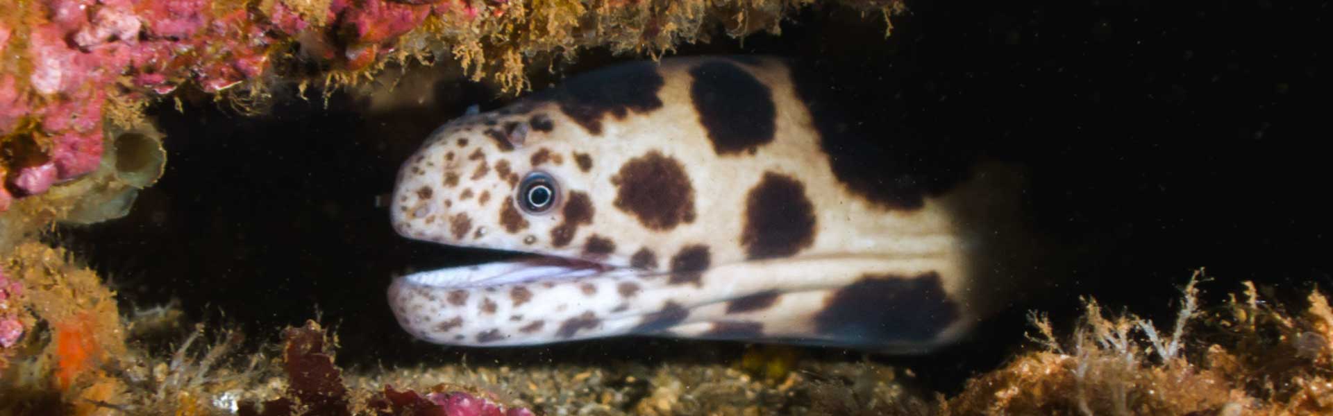 The Tiger Snakemoray